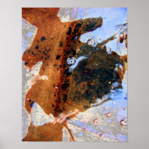 Druk "Toadkill" Print