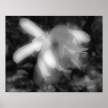 Druk van het Contrast van de Bloem van de magnolia Posters