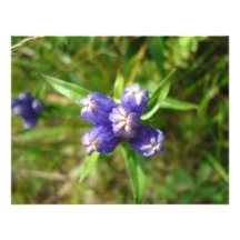 DSC00437purpleflower2 Bristols