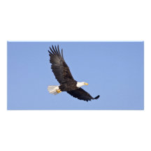 Eagle chauve américain cartes avec photo