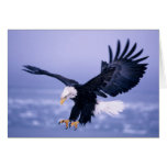 Eagle chauve débarquant l'étendre d'ailes dans une cartes