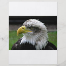 Eagle chauve prospectus