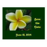 Économies de Plumeria la carte postale de date