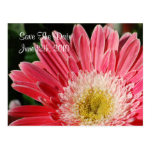Économies roses poussiéreuses de Gerbera la carte 