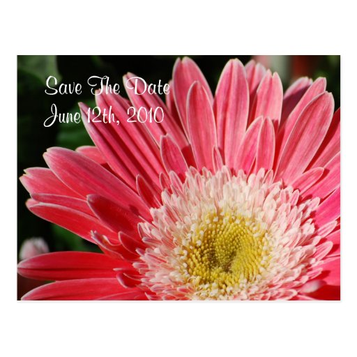 Économies roses poussiéreuses de Gerbera la carte 