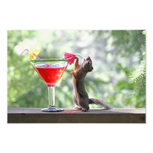 Écureuil buvant la boisson tropicale photo d’art