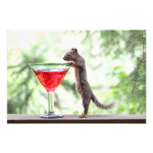 Écureuil buvant un cocktail  tirage photo