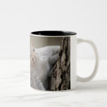 Écureuil curieux tasse à café