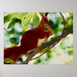 Écureuil dans un arbre posters