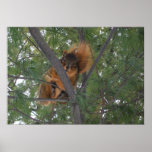 Écureuil de Fox d'hiver dans le pin Posters
