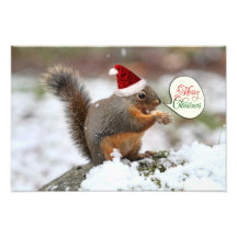 Écureuil de Noël dans la neige Photographies D’art