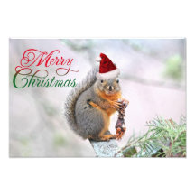 Écureuil de Noël utilisant le chapeau du père noël Impression Photo