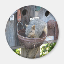 Écureuil mignon mangeant des écrous magnets pour réfrigérateur