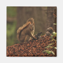 Écureuil rouge sur la pile de débris magnets pour réfrigérateur