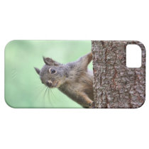 Écureuil sur un arbre coques case-mate