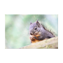 Eekhoorn die voor Pinda's bidden Stretched Canvas Prints