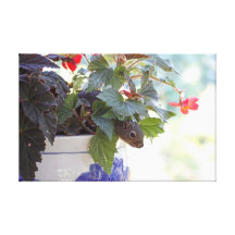 Eekhoorn in de Pot van de Bloem Canvas Print