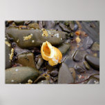 Één enkele Druk van het Canvas van Shell ~ Fotogra Print