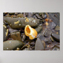 Één enkele Druk van het Canvas van Shell ~ Fotogra Print