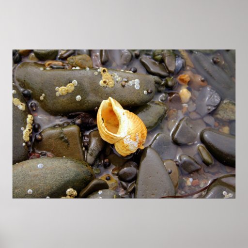 Één enkele Druk van het Canvas van Shell ~ Fotogra Print