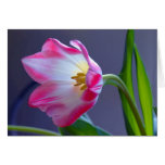 Één enkele tulp kaarten