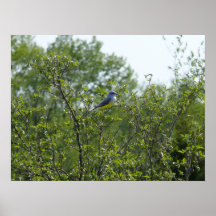 Een het ooguitzicht van Vogels Plaat