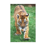 Een leuke babytijger stretched canvas afdrukken
