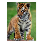 Een leuke babytijger wenskaart