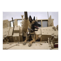 Een militaire werkende hond zit op M2A3 Fotoafdruk