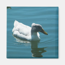 eend magneten