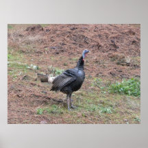 Eenzaam wild Turkije Plaat