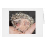 Egel Notecard Wenskaarten