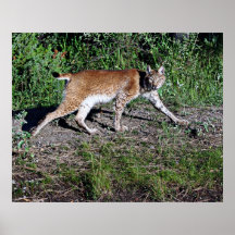 Égrappage de Lynx de Sibérien Posters