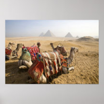 Egypte, Kaïro. Rustende kamelenstarende blik over Poster