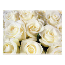 Élégance de rose blanc carte postale