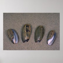 (Elegans d'Oliva) Shell olive élégant Posters