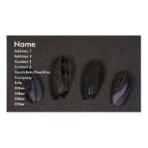 Elegante olijf (Oliva elegans) Shell Visitekaartje