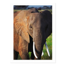 Éléphant au parc national d'Amboseli, Kenya Carte Postale