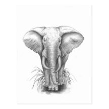 Éléphant Carte Postale