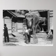 Éléphant futé dans NYC, les années 10 Affiche