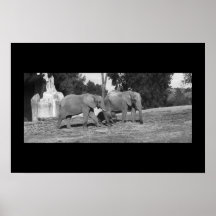 Éléphant Posters