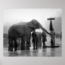 Éléphant Umbrella, 1923 Affiche