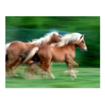 Emballage de la carte postale de chevaux de palomi