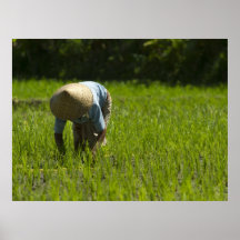 En cultivant du riz posters