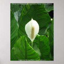 En Cuna (bébé de Niño dans le berceau) Posters
