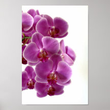 En rose vif orchid posters