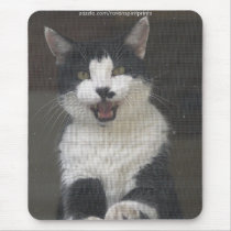ENCHIFRÈNEMENT - chat noir et blanc d'amusement