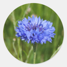 Enige Blauwe Korenbloem in groene Engelse Weide Stickers