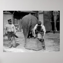 Entretien de pied d'éléphant, les années 10 affiche
