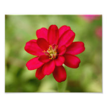 Épreuve photographique assez rose des pétales 10x8